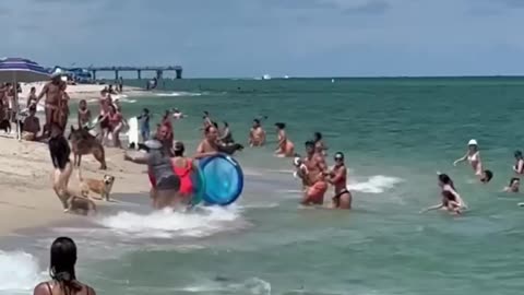 Hammer Head Shark Spotted Eating Lunch At Haulover Mia