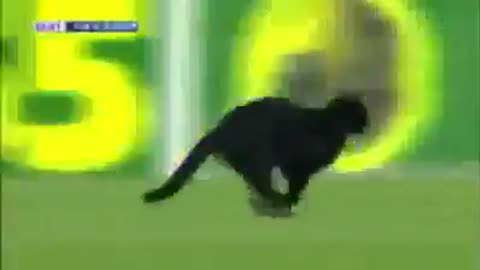 A cat in the stadium in Barcelona - Elche football match