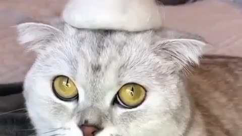 FUNNY Stylish CAT