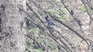 What Kind of Bird is This? – Deschutes River – Central Oregon – 4K