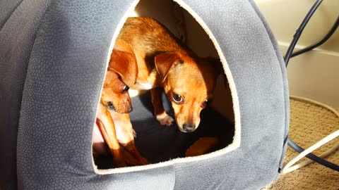 Grumpy Chihuahua sisters