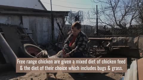 Some Interesting Facts About Free Range Chickens | Kpasli