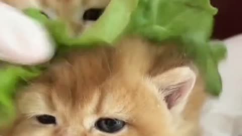 New Funny Animals 😂 Funniest Cats and Dogs Videos 😺🐶 2023 #cutepets #cute pets