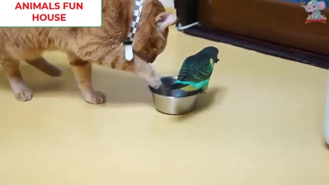 Funny parrots and cat