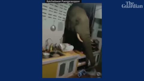 Elephant breaks into kitchen in Thailand looking for snacks