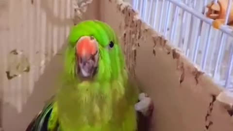 Baby parrot yawn like human 🥱