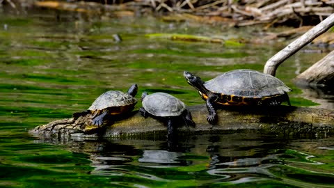 Happy turtle family