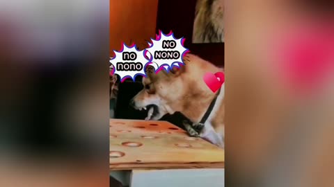 Having a silly dog at home is more joyful - Funny Cat & Dog Video