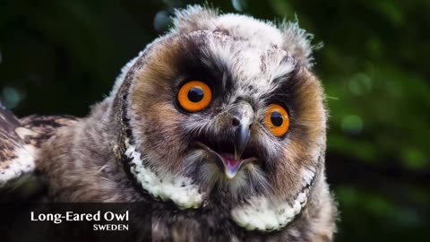 long-eared owl baby and Veiled Chameleon