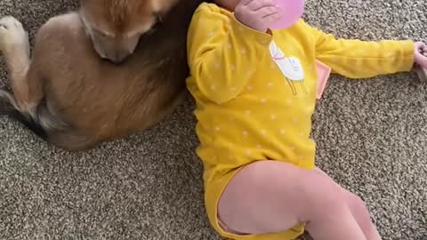 Sweet baby dog & baby Girl friendship will melt your heart