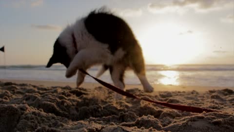 chiot ludique plage jouer