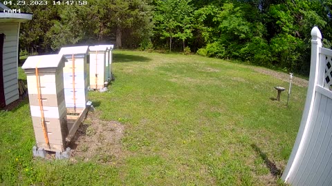 Bees Swarm then return