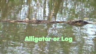 Alligator or log?