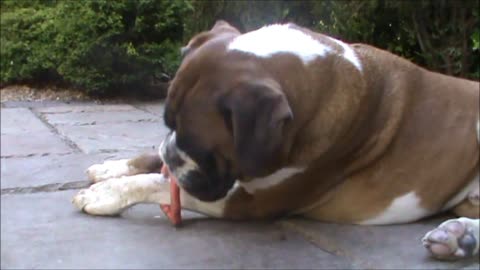 Boxer dog struggles with toy