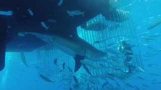 great white shark swims next to the cage