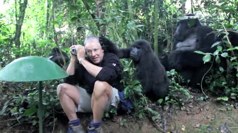 Touched by a Wild Mountain Gorilla (short)