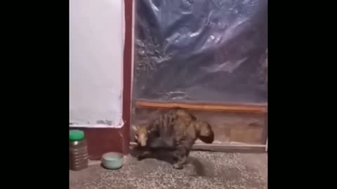 Door Opening Cat New Trick