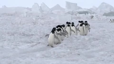 Adélie Adélie penguins waddling