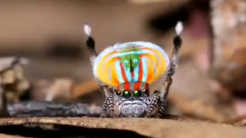 This is what the peacock spider does in terms of dancing movements