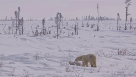 POLAR BEAR LOVE_ Cute polar bear cubs lovin' up their mamma