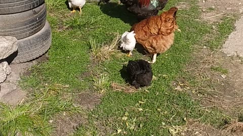 Happy chicken familie, Goldi, Sapphire and little chickens 🐤🐤🐤