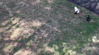 Pinned Squirrel Jumps From Balcony and Belly Flops