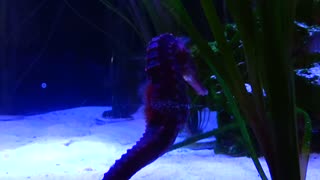 Seahorse