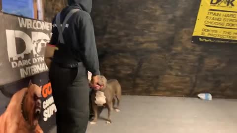 Giant Pitbull protects 2 young boys