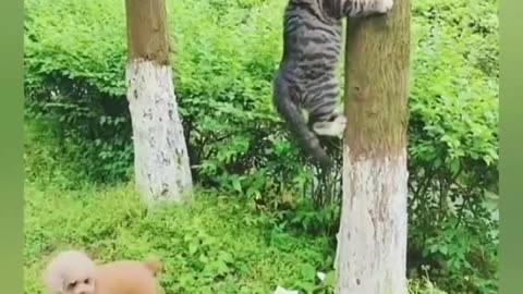 Cat funny moments 😹🤣