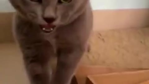 Best randomly funny video #1 funniest cat 2022