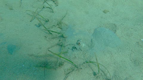 Octopus Emerges From The Sand