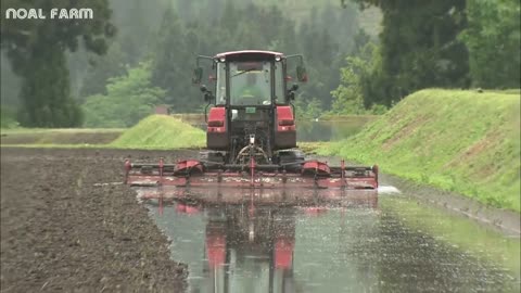 Wet Rice From Seed To Harvest Process - Amazing Modern Asia Agriculture Technology