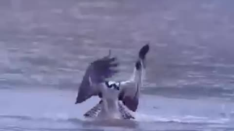 Osprey catching to fishing at once
