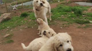 Uncle Greyson shows the puppies that his bark is worse than his bite.