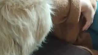 Dog Sees Newborn For The First Time