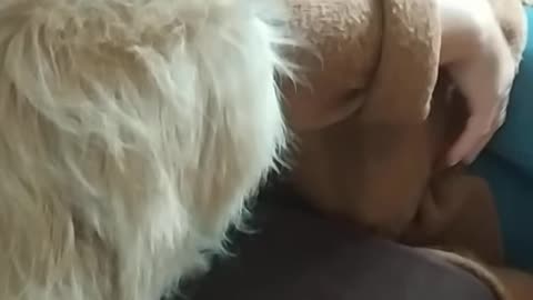 Dog Sees Newborn For The First Time