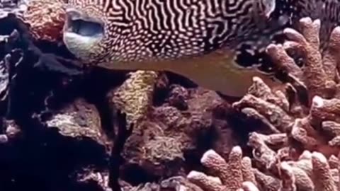 Puffer Fish Videos For Kids