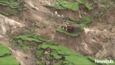 3 Cows Stranded After New Zealand Earthquake Are Rescued