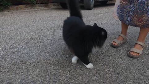 Beautiful tuxedo cat talking to me with her irresistible cute meow