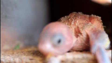 Baby Budgie bird in the nest is only five days old