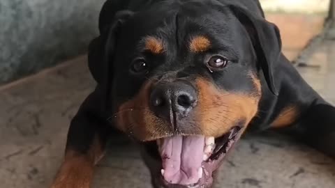 Dog Aggressive video