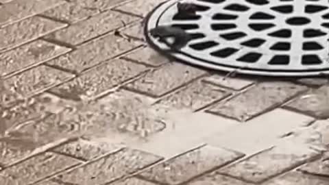 Helping a Raccoon Out of a Manhole