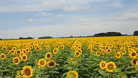 Sunflower field