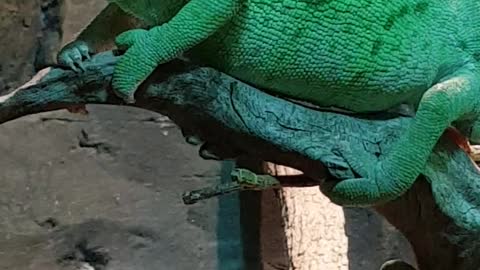 beautiful Chameleon at Sharjah desert Park