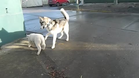 Husky and lamb are going to be best friends