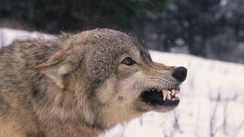 Wolf howl and wolf growl sound effect