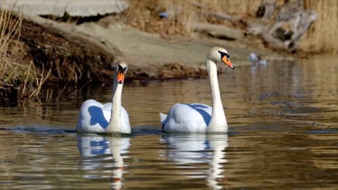 1 Hour of Smooth Swans For Deep Sleep Relaxation Insomnia Healing Focus Study Meditation