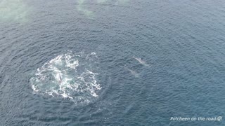Drone captures playful dolphin pod off Irish coast