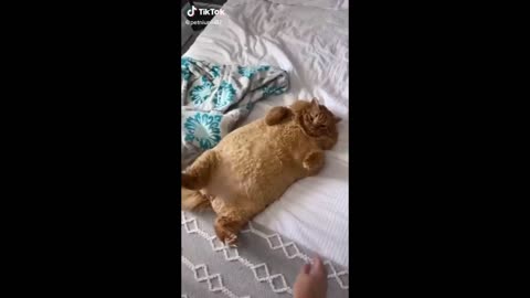 Funny video compilation : The funniest and cutest cat videos on the internet