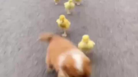 Ducks and dogs.